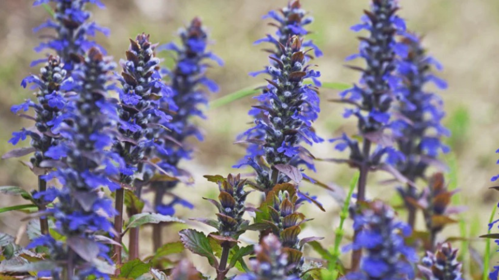 Turkesterone: Din Guide till Muskeluppbyggnad och Prestationsförbättring