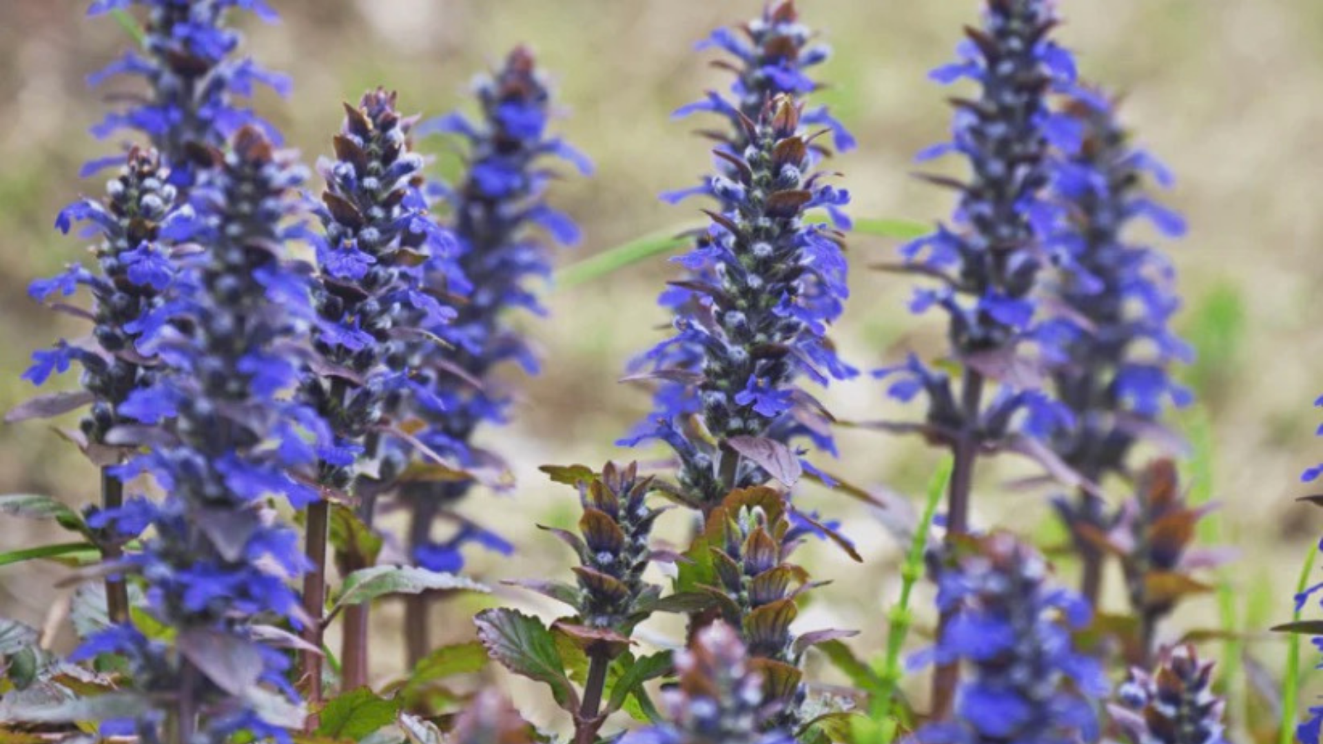 Turkesterone: Din Guide till Muskeluppbyggnad och Prestationsförbättring